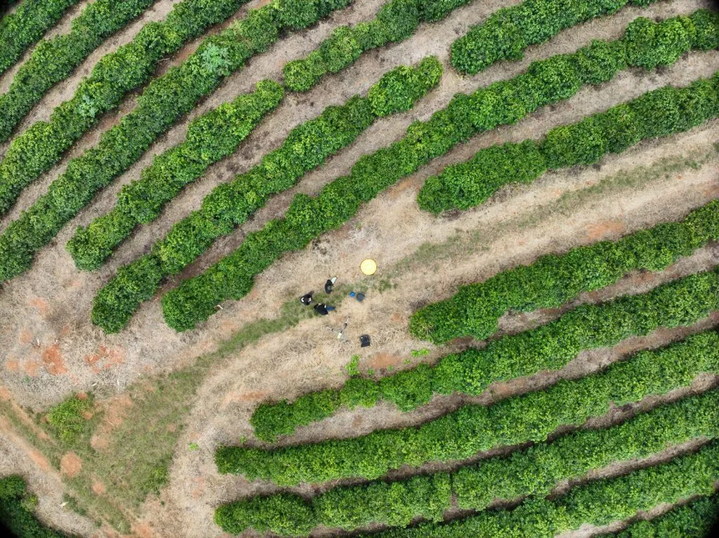 Olhos no Céu, Raízes na Terra: Conheça Startup que está Revolucionando o Agro com Drones e IA
